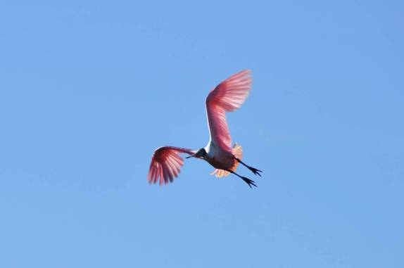 Um lindo pássaro voa sobre a Fiona na Transpantaneira, entre Poconé e Porto Jofre, no Mato Grosso